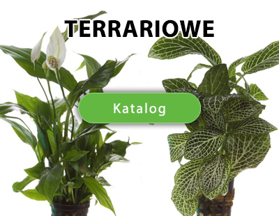 rośliny terrariowe